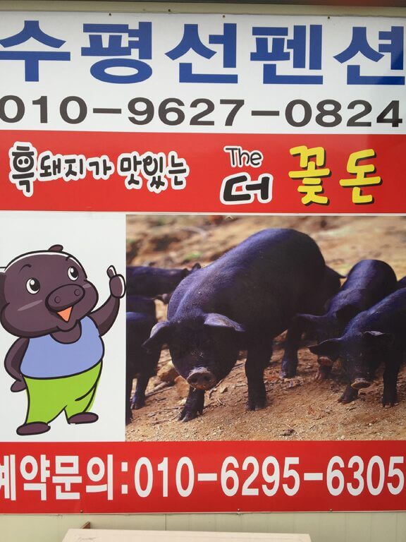 Jeju Island Piggies