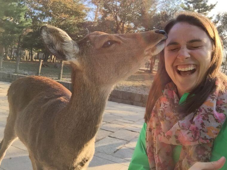 Japanese Deer Kisses in Nara