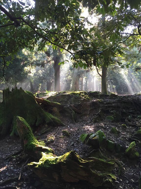 Japanese Magical Forest in Nara