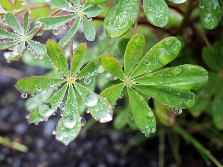 Iceland Green Water Droplets