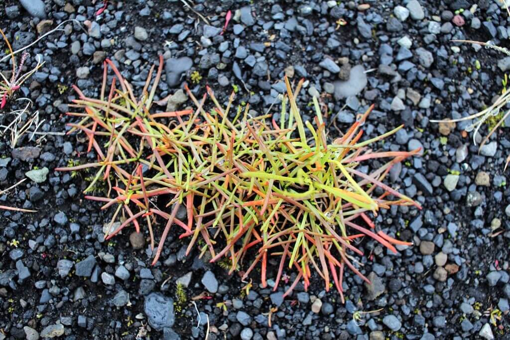 Iceland Rocks & Fire Coloured Weeds