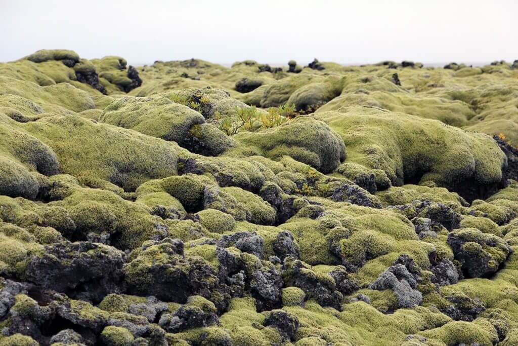 Iceland Moss