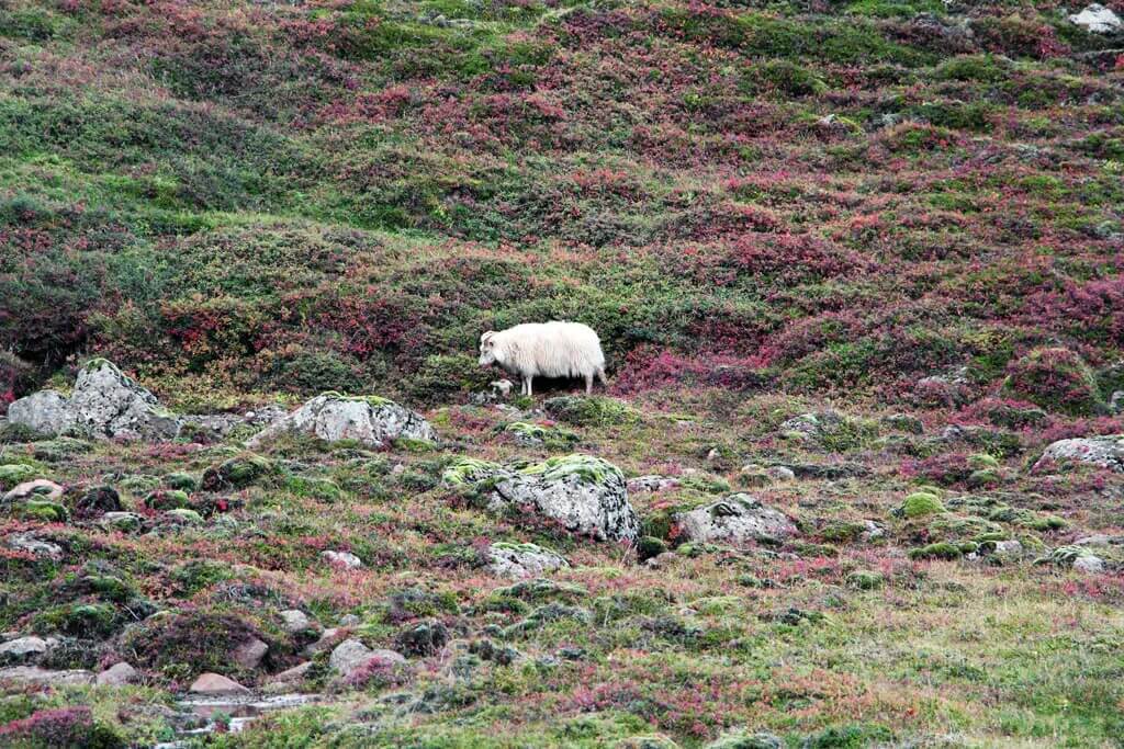 Iceland Sheep in the Meadow Rocks