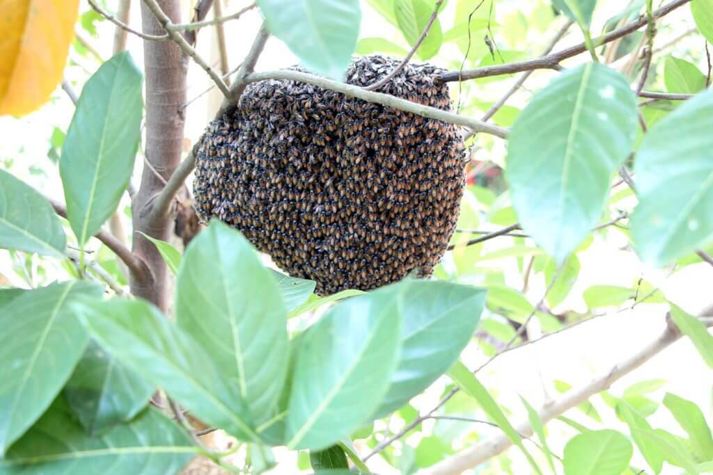 Vietnam Bees Nest