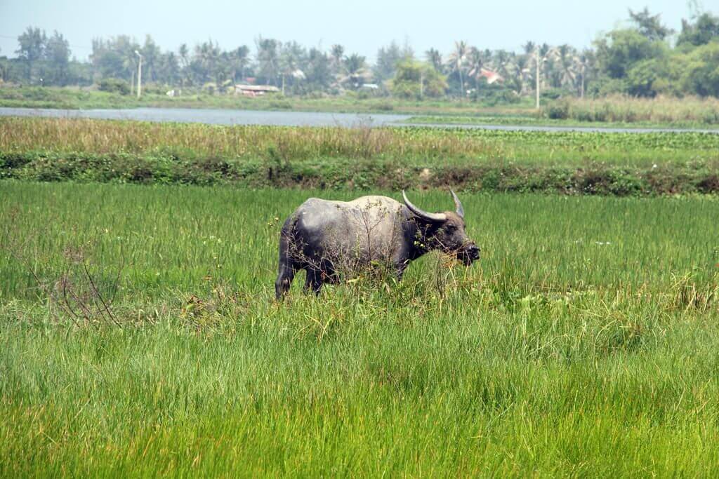 Vietnam Water Buffalo