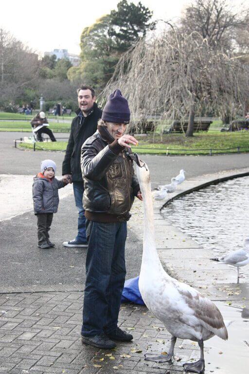 Dublin's St. Stephen's Green Swan Feeding, Children Audience