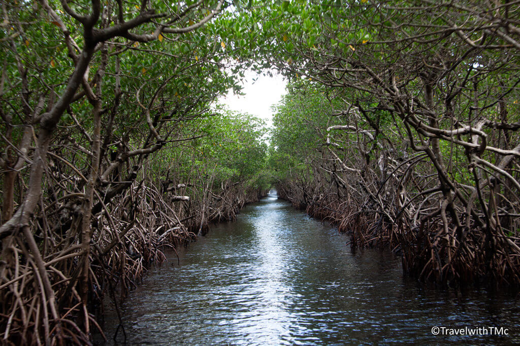 Airboat Tour in Florida Everglades