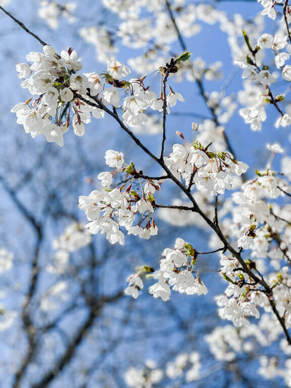 Cherry Blossoms in Toronto