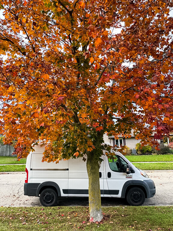 Betty White and a tree's fall colours