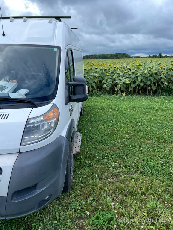Betty White the Campervan in front of a Sunflower Field