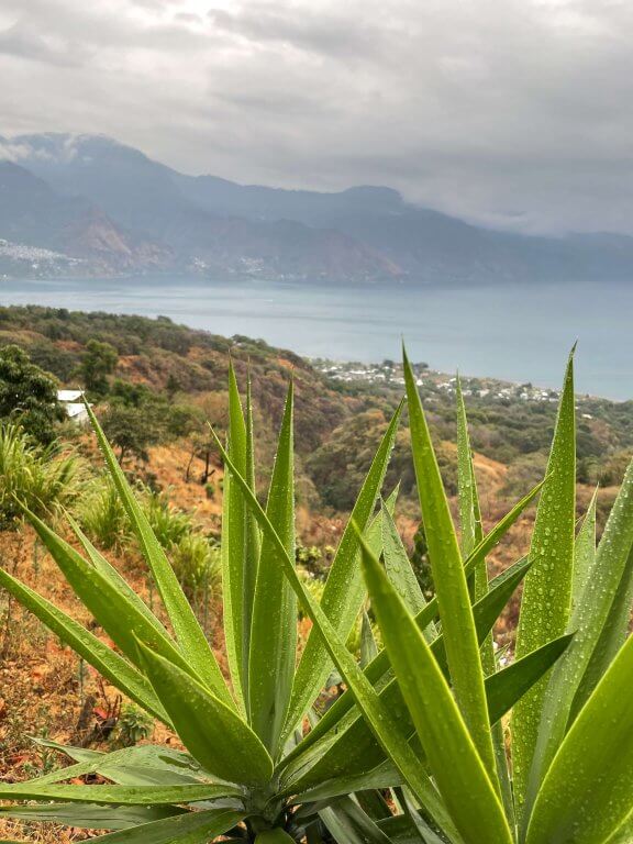 Dewy Lime Green Plants and Lake Atitlán Views on Volcan San Pedro