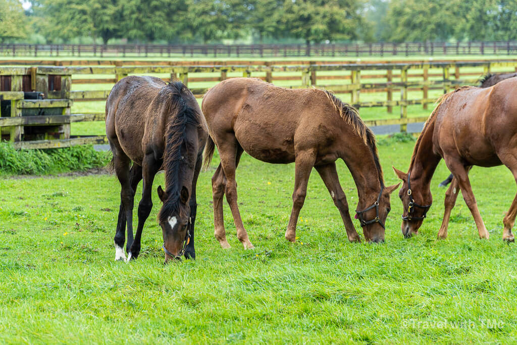 Irish National Stud and Japanese Gardens - Grazing